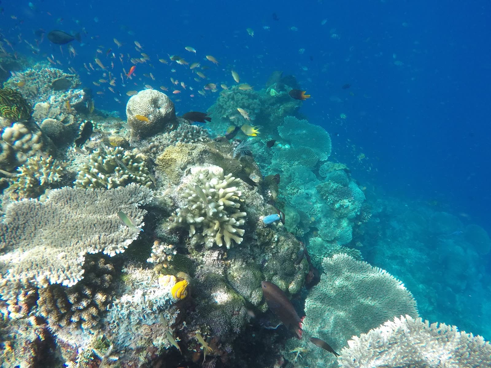 Terumbu karang warna-warni dengan kawanan ikan di laut jernih Morella