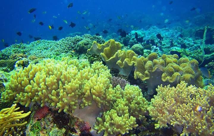 Terumbu karang lunak dan ikan-ikan kecil di perairan Pantai Memit
